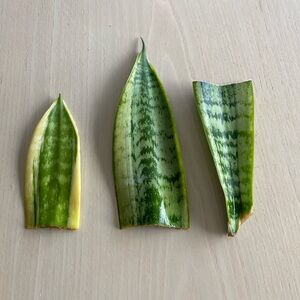Snake Plant Cuttings